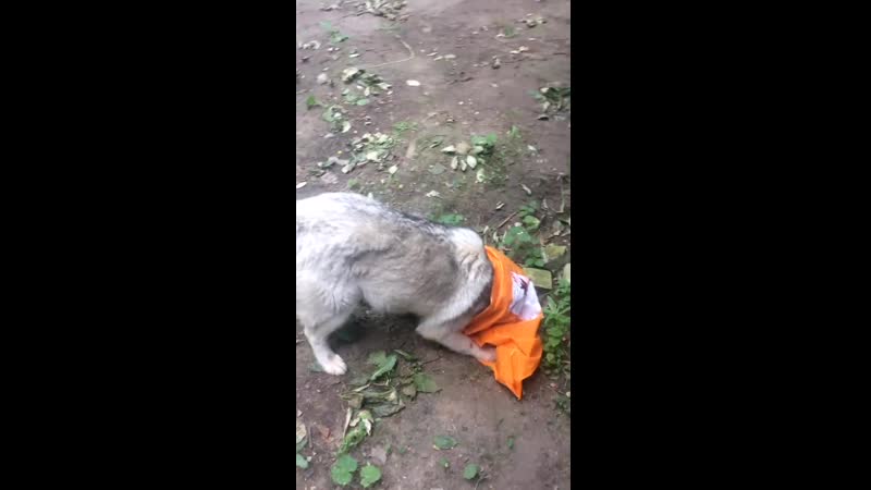 Юкки и пакет