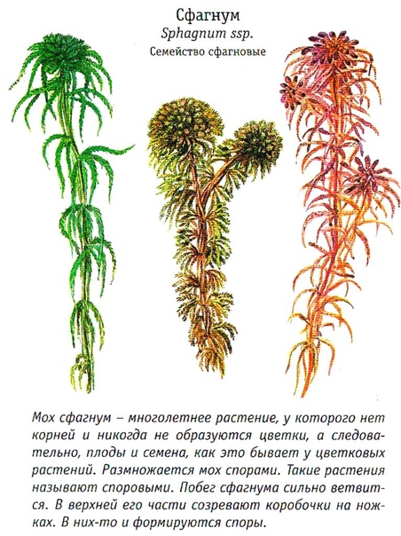 торфяной мох сфагнум это растение. высшие растения отдел моховидные. торфяной мох сфагнум это растение. сфагнум болотный классификация. торфяной мох сфагнум это растение.