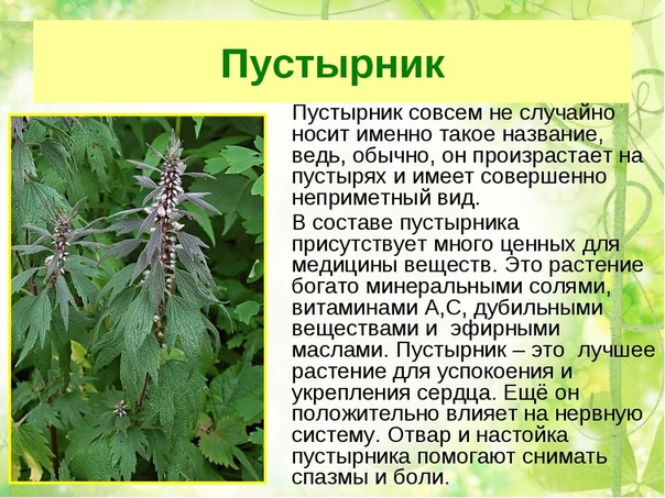 ПУСТЫРНИК - ВСЕ ЛЕКАРСТВА В ОДНОМ РАСТЕНИИ - основной соратник валериане в помощи сердцу; - обладает успокоивающими свойствами; - понижает артериальное давление, замедляя ритм; - увеличивает