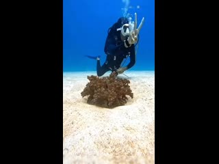 Подводный мир — это необыкновенное  место, полное таинственных и красочных созданий.   При погружении дайверов на дно... (видео)