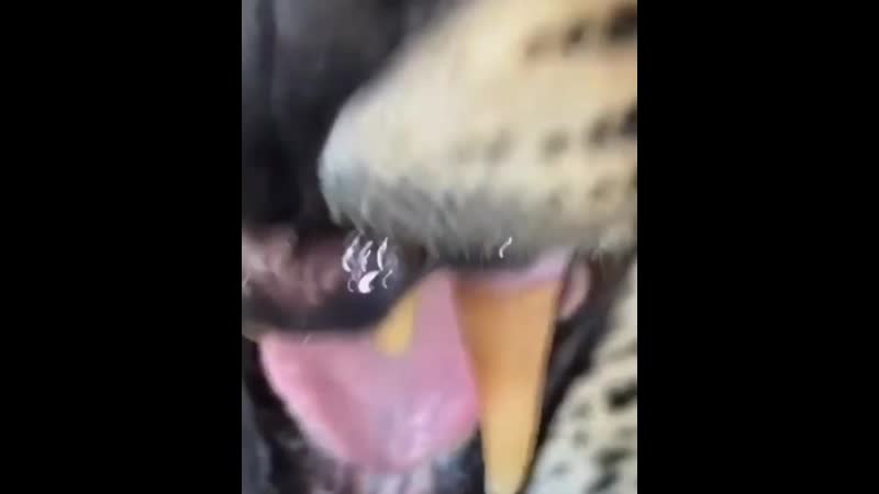 Sᴀʟᴀᴠɪ ོ