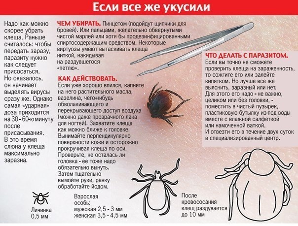 Правила защиты от укусов клещей - избегайте места обитания клещей, особенно в мае-июле - для прогулок в лесу, лесопарках выбирайте светлую одежду, чтобы клеща было легче заметить. - находясь в