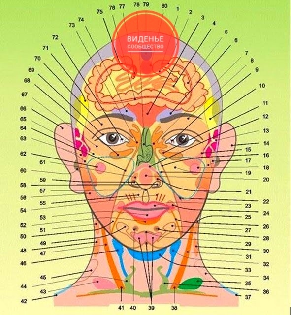 Анатомия: расположение органов сзади Галерея впечатлений teka-retail.ru