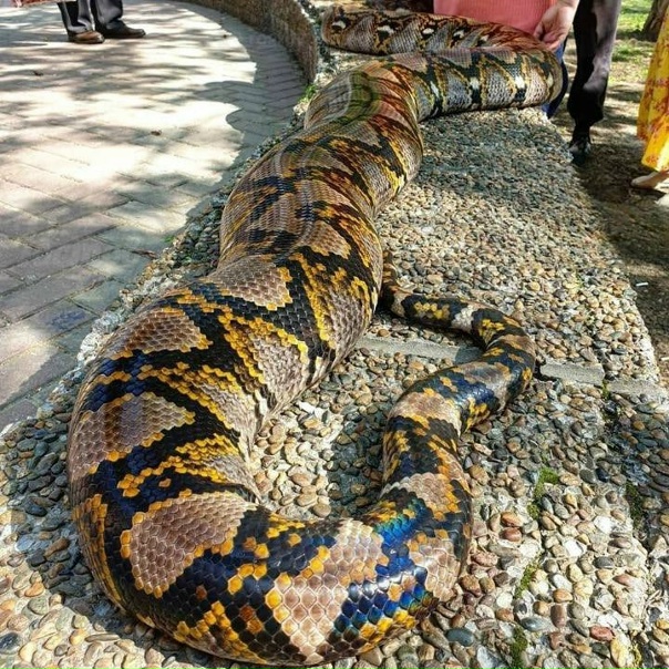 Питон змея фото большой Питон змея фото большой